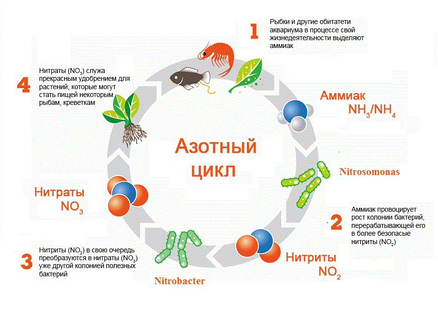 Азотные нитраты. Азотный цикл в аквариуме схема. Цикл аквариума нитраты. Цикл в аквариуме нитритов и нитратов. Нитратный цикл в аквариуме.