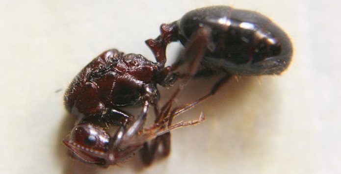 Сколько живет муравьиная матка и что будет если она умрет?