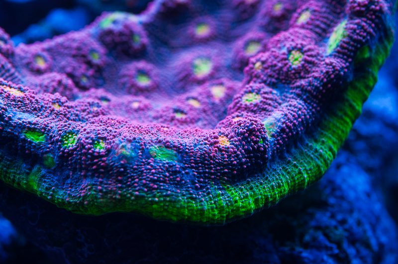 Морские кораллы под светильником EcoTech Marine Radion