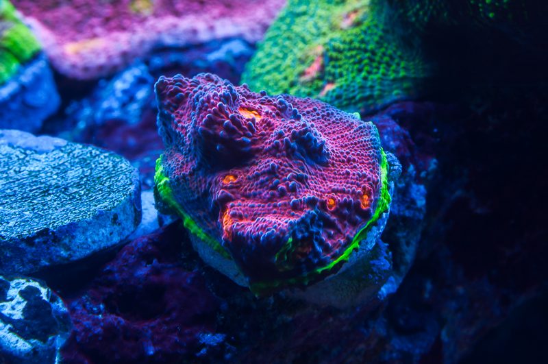 Морские кораллы под светильником EcoTech Marine Radion