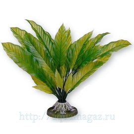 Растение Амазонка большое 32 см зеленое