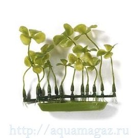 Растение Четырехлистник, зеленое