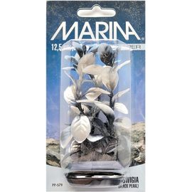 Растение Людвигия черно-белая 13см перламутровое