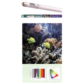 Лампа SYLVANIA Т5 Coralstar 24Вт 54.9см, цоколь G5