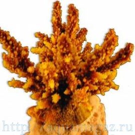 Коралл искуственный RED SEA Акропора (Acropora) L желтый