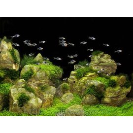 Фон Скалы/Растения 60х45см