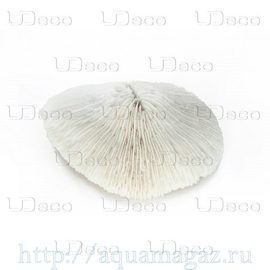 Коралл дисковидный UDeco Disk Coral M