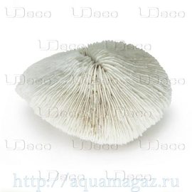 Коралл дисковидный UDeco Disk Coral L