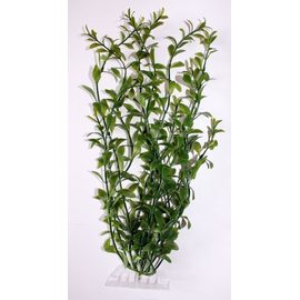 Растение Гигрофила L