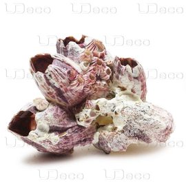 Морской жёлудь размер 5-25 см, упаковка 1 кг UDeco Barnacle