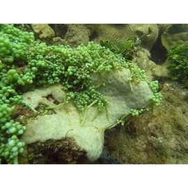 Каулерпа / 100гр. M Caulerpa sp.