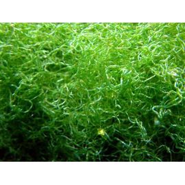 Хетоморфа/100гр. M Chaetomorpha linum K9f20/M