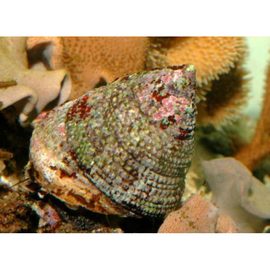 Улитка-водорослеед нилотикус M Trochus Tectus, Rochia niloticus