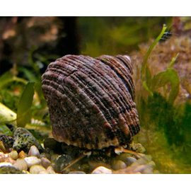 Улитка-водорослеед астрея тюрбановая M Astraea sp. K6e20/M