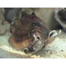 Стромбус канарский Гвидо M Laevistrombus canarium guidoi