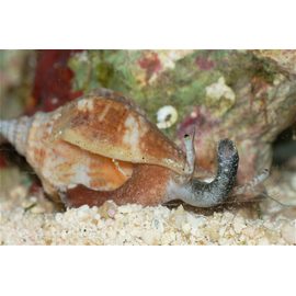 Стромбус M Strombus sp. K6g25/M