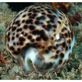 Ципрея тигровая L Cypraea tigris