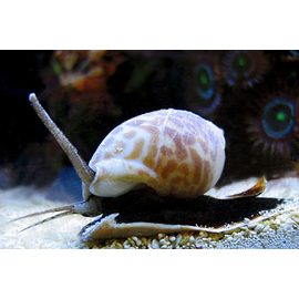 Улитка нассариус M, Nassarius spp. M K6n60/M