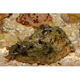 Заяц морской долабрифера M Dolabrifera dolabrifera