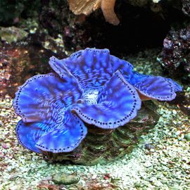 Тридакна максима изменчивая L Tridacna maxima K6x34/L