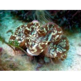 Тридакна сквамоза чешуйчатая L Tridacna squamosa K6x35/L