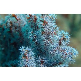 Горгонария черничная M Acalycigorgia K4p05/M