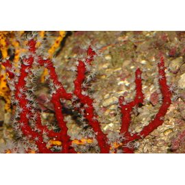 Горгонария цветная M Gorgonaria Gen.sp.