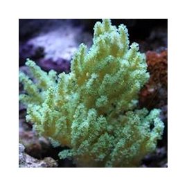 Синулярия зеленая S Sinularia sp.