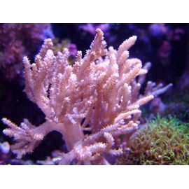 Кладиелла S Cladiella sp.