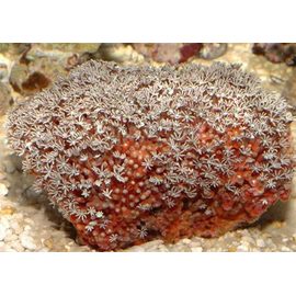 Тубипора - красный органчик M Tubipora musica