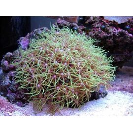 Клавулярия M Clavularia sp.