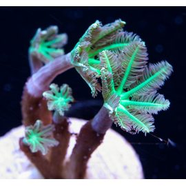 Клавулярия L Clavularia sp.