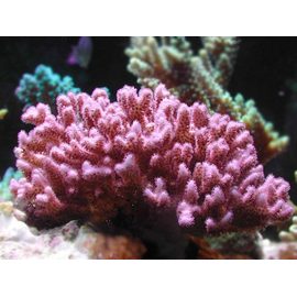 Поциллопора M Pocillopora sp.