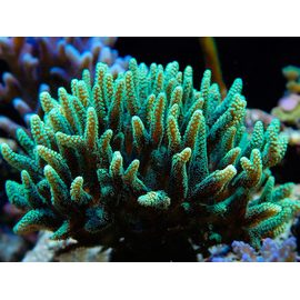 Сериатопора калиендрум M Seriatopora caliendrum