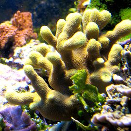 Порит цилиндрический желтый зеленый M Porites cylindrica