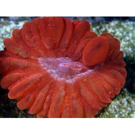 Цинарина красная S Cynarina lacrymalis