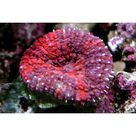 Сколимия витиенсис красная M Scolymia vitiensis