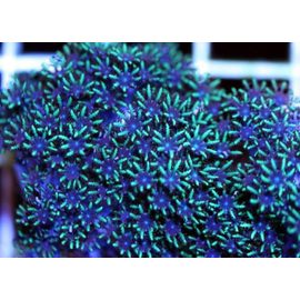 Симподиум S Sympodium sp. K4f95/S