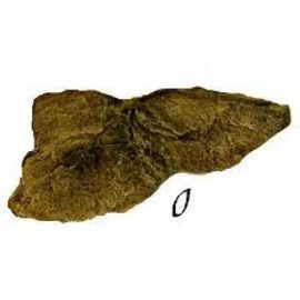 Камень - Модуль O