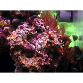 Камни живые с полипами - Индонезия Grade A  кг.  M, Live rocks M K9t23/M