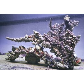 Камни живые ветвистые - Индонезия кг. M Live rocks