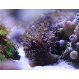 Заяц морской долабрифера S, Dolabrifera dolabrifera S K6q75/S