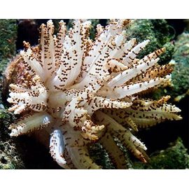 Сферелла M, Studeriotes sp.  Sphaerella krempfi  Cladiella sp.  M K4m50/M