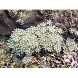 Корнулярия M Cornularia sp.