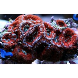 Микромусса красная M Micromussa sp. red