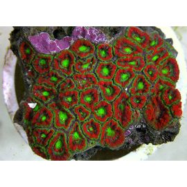 Микромусса красная S Micromussa sp. red