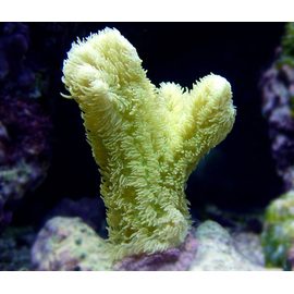 Хиднопора L Hydnophora sp.