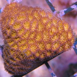 Лептастрея оранжевая M Leptastrea sp.