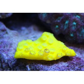 Турбинария желтая L, Turbinaria sp. L K3y65/L