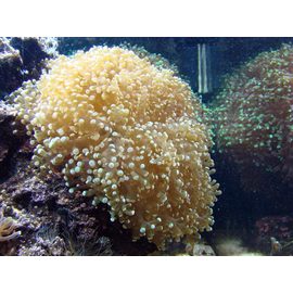 Эуфиллия виноградная Эуфиллия лягушачья икра  M Euphyllia cristata